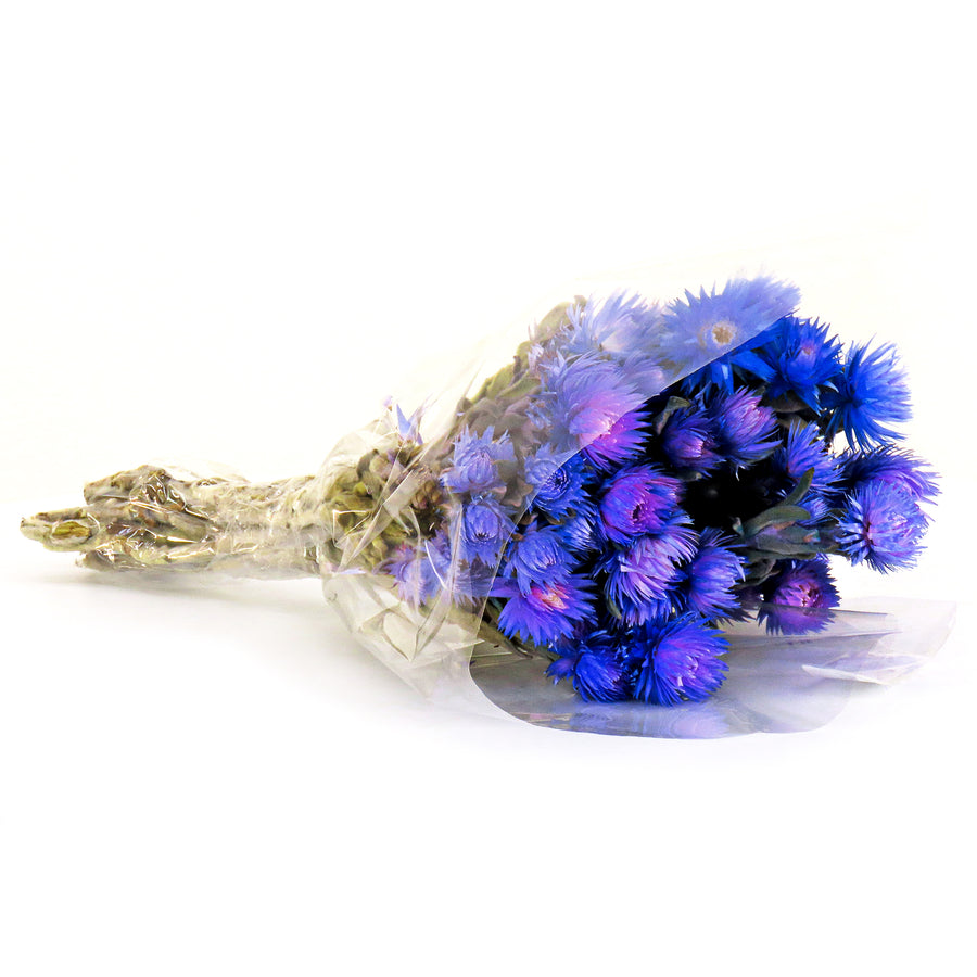 16 in. Spring Dried Blue Capeblumen Flowers Bouquet - National Tree Company