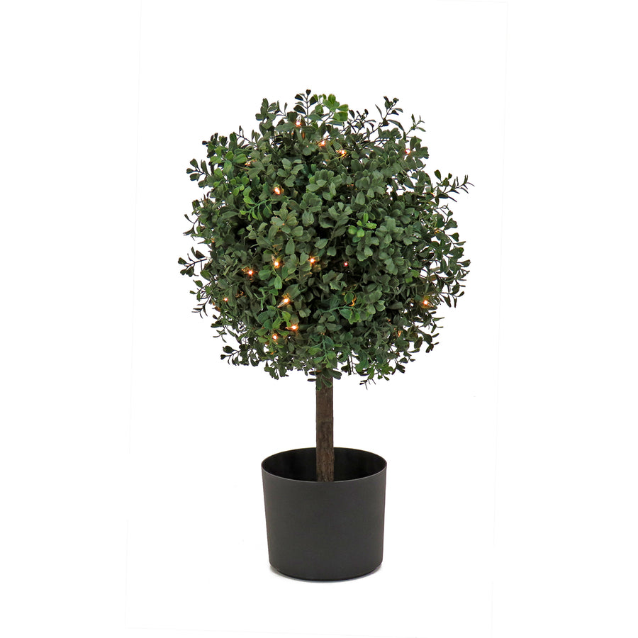 2 ft. Pre-Lit Boxwood Single Ball Topiary in Black Nursery Pot with Clear Lights - National Tree Company