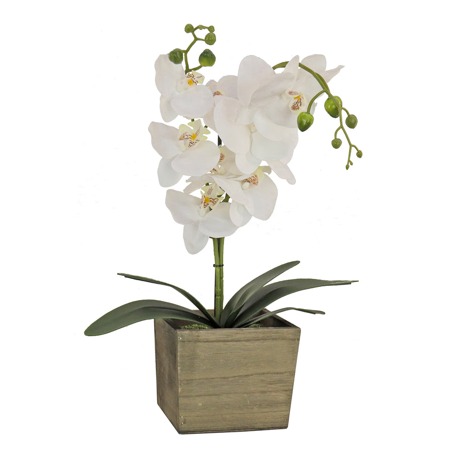 21 in. Spring White Orchid Flower in Wood Box - National Tree Company