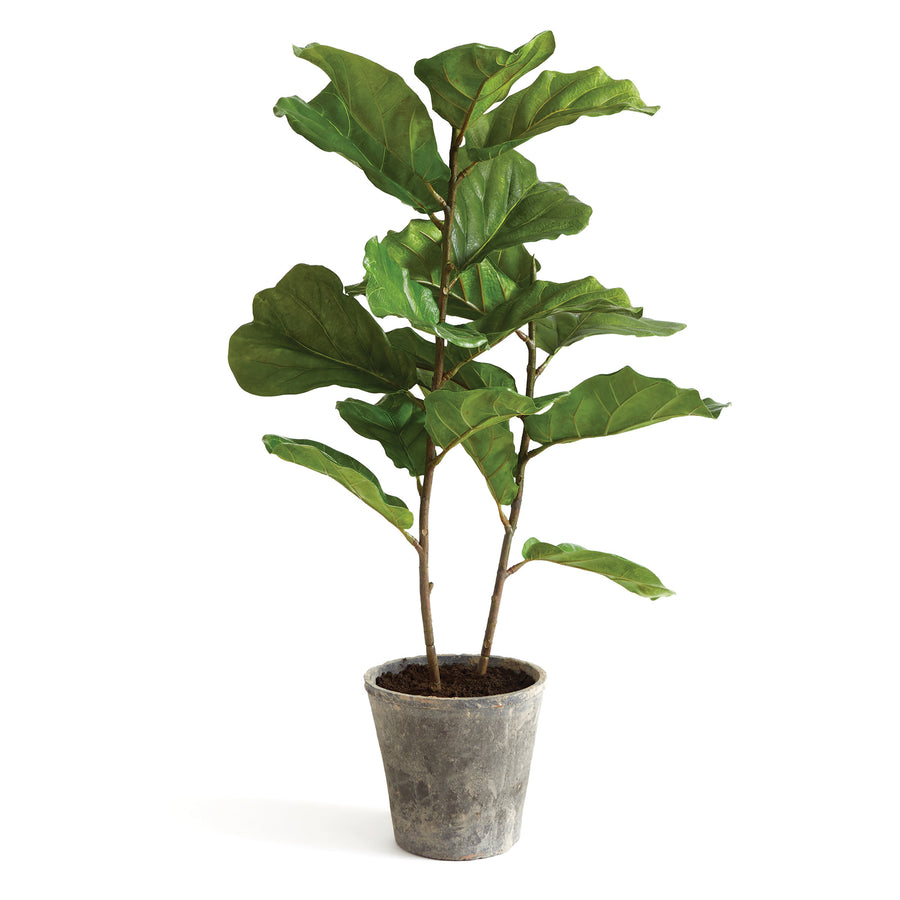 43 in. Fiddle Leaf Fig Topiary Tree - National Tree Company