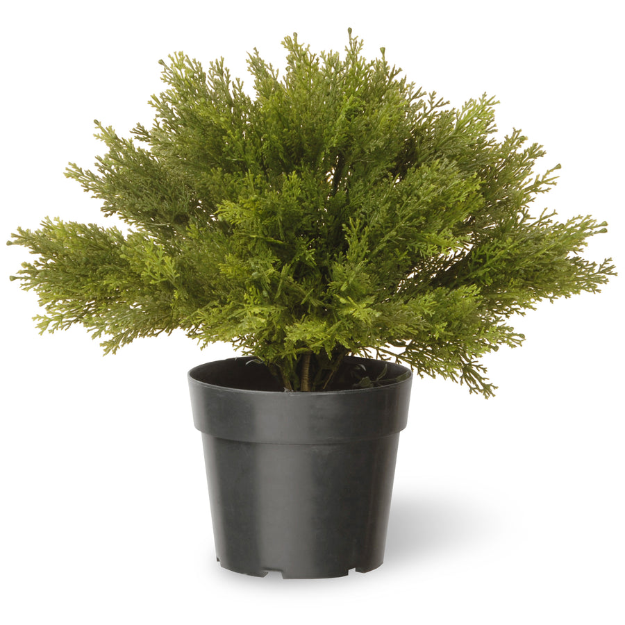15 in. Globe Cedar Tree - National Tree Company