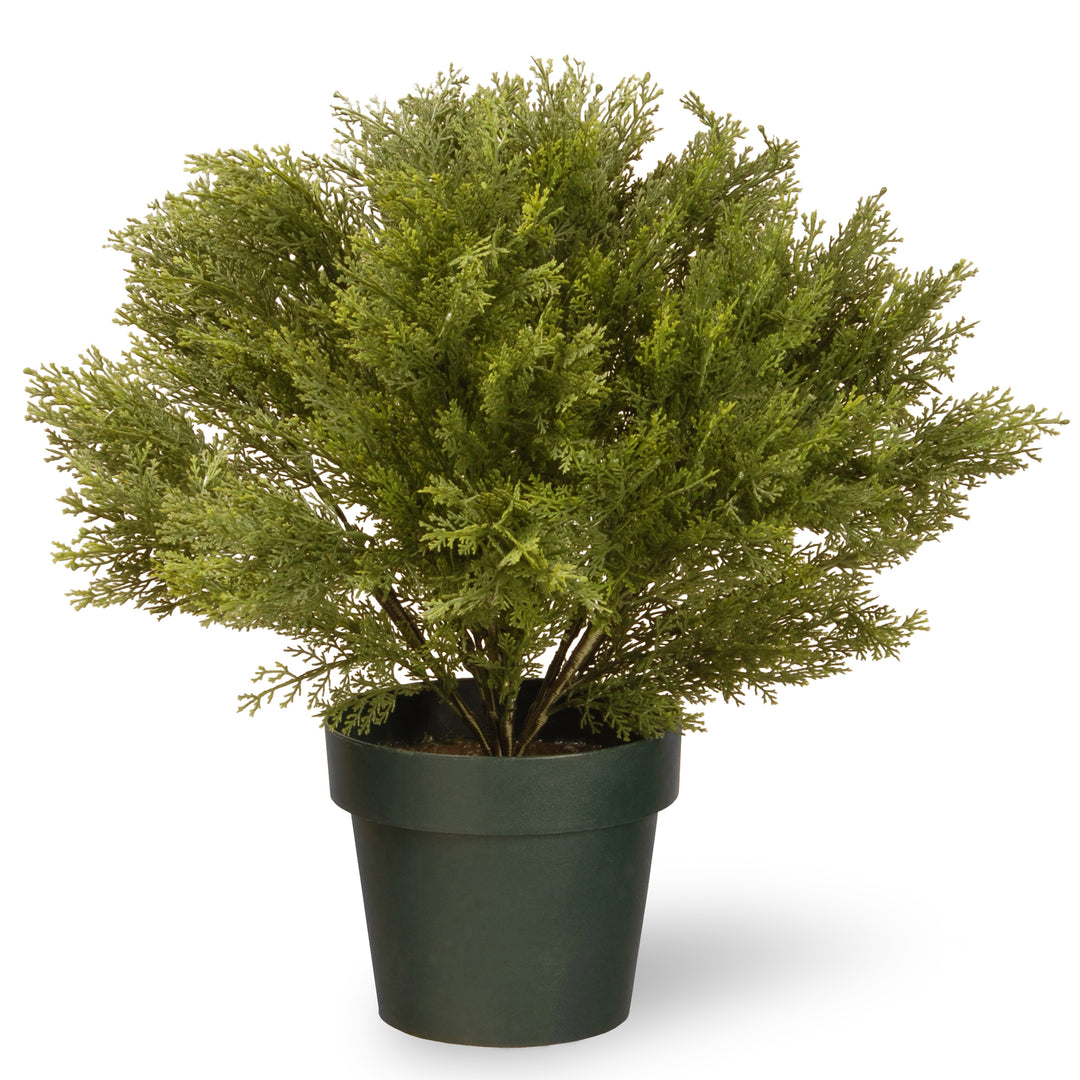22" Globe Cedar Tree with Dark Green Round Growers Pot