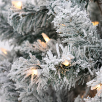 6 ft. Pre-Lit Acacia Flocked Tree with Clear Lights - National Tree Company