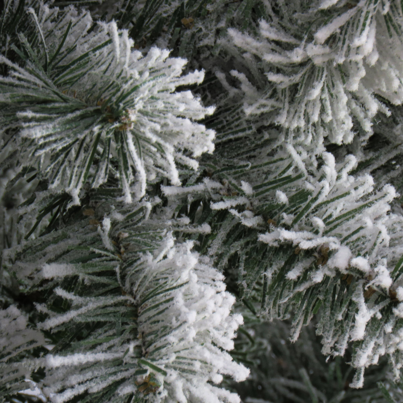 7.5 ft. North Valley Spruce Tree with Snow Dusted Braches - National Tree Company