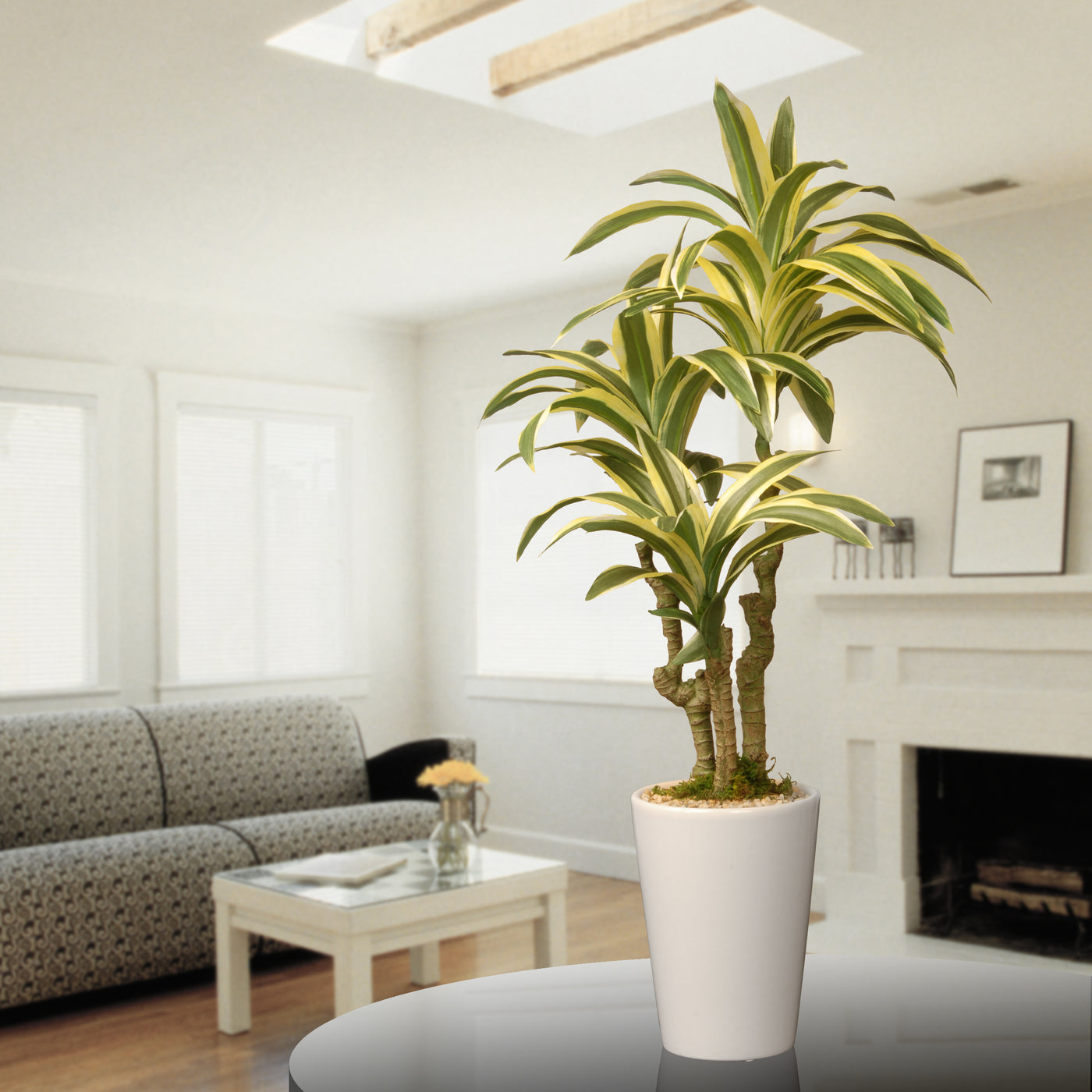 21 in. Spring Dracaena Potted Plant Decoration in a White Ceramic Pot Base - National Tree Company