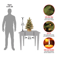 2 ft. Pre-Lit Glittery Bristle Tree with LED Lights - National Tree Company
