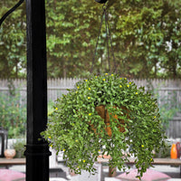 18" Hanging Argentea Plant with Yellow Flowers - National Tree Company