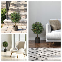 24 in. Pre-Lit Boxwood Single Ball Topiary in Black Nursery Pot with Clear Lights - National Tree Company