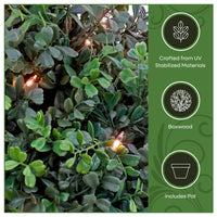 24 in. Pre-Lit Boxwood Single Ball Topiary in Black Nursery Pot with Clear Lights - National Tree Company