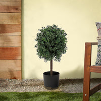 2 ft. Boxwood Single Ball Topiary in Nursery Pot - National Tree Company