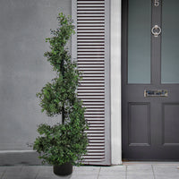 4 ft. Boxwood Spiral Topiary in Nursery Pot - National Tree Company