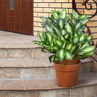 24" Artificial Hosta Plant in Growers Pot - National Tree Company