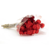 16 in. Spring Dried Red Capeblumen Flowers Bouquet - National Tree Company