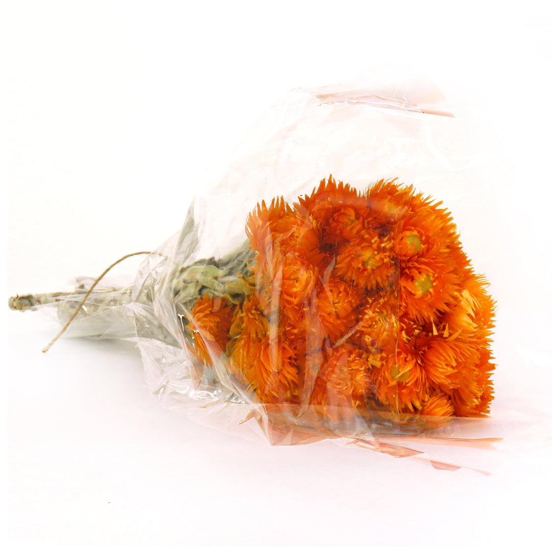 16" Dried Orange Capeblumen Flowers Bouquet