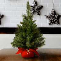 24 in. Majestic Fir Tree - National Tree Company