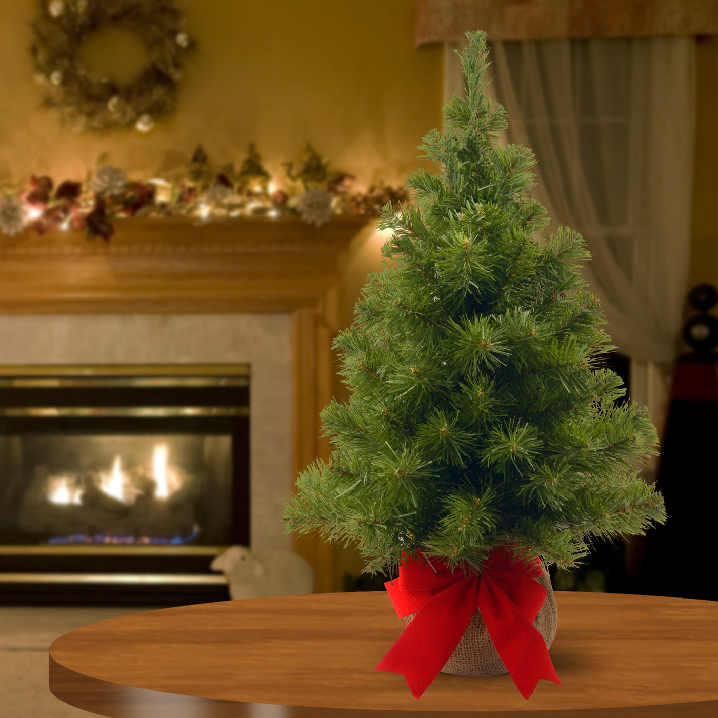 2 ft. Noble Spruce Tree - National Tree Company