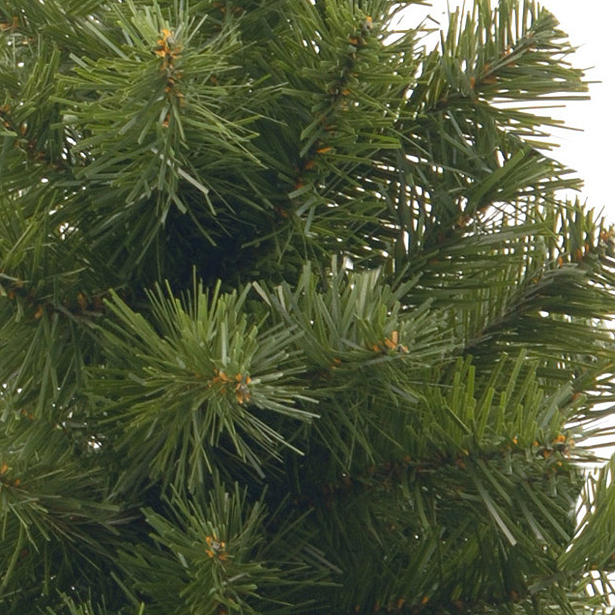 2 ft. Noble Spruce Tree - National Tree Company