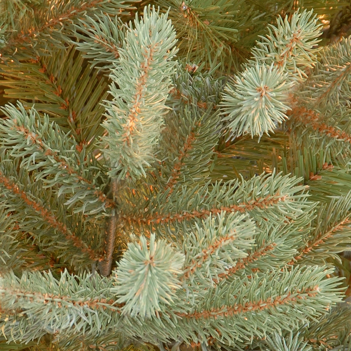 7.5 ft. Norway Fir Tree - National Tree Company