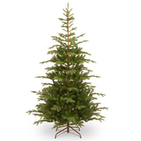 7.5 ft. Norwegian Spruce Tree - National Tree Company