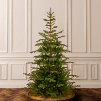 7.5 ft. Norwegian Spruce Tree - National Tree Company