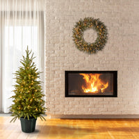 4 ft. Pre-Lit Weeping Spruce Tree with Clear Lights - National Tree Company