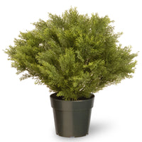 26" Globe Cedar Tree - National Tree Company