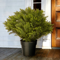 26" Globe Cedar Tree - National Tree Company