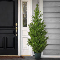 62" Cedar Tree - National Tree Company