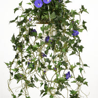 44 in. Spring Hanging Plant with Morning Glory Flowers on Leafy Vines - National Tree Company