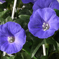 44 in. Spring Hanging Plant with Morning Glory Flowers on Leafy Vines - National Tree Company