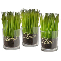 6 in. Artificial Plant Sprouts in Soil, Live, Laugh, Love Set in a Glass Cup, Set of 3 - National Tree Company