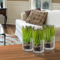 Artificial Potted Plant Set, Green Plant Sprouts, Square Glass Pot Base with Messages, Pack of 3, Spring Collection, 6 Inches Each - National Tree Company