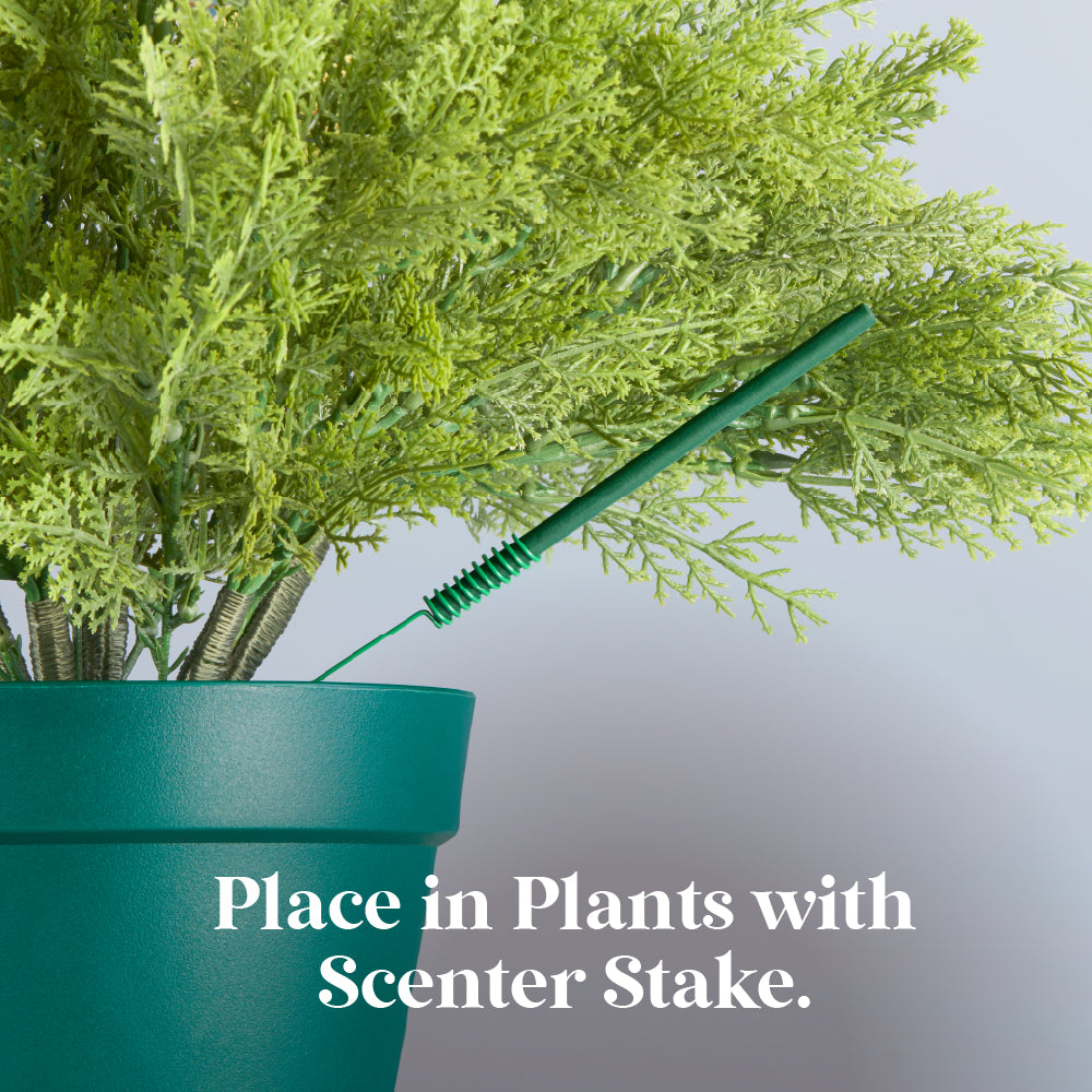 Scentsicles, 6pc Stick, Snowberry Pine - 2 Pack - National Tree Company