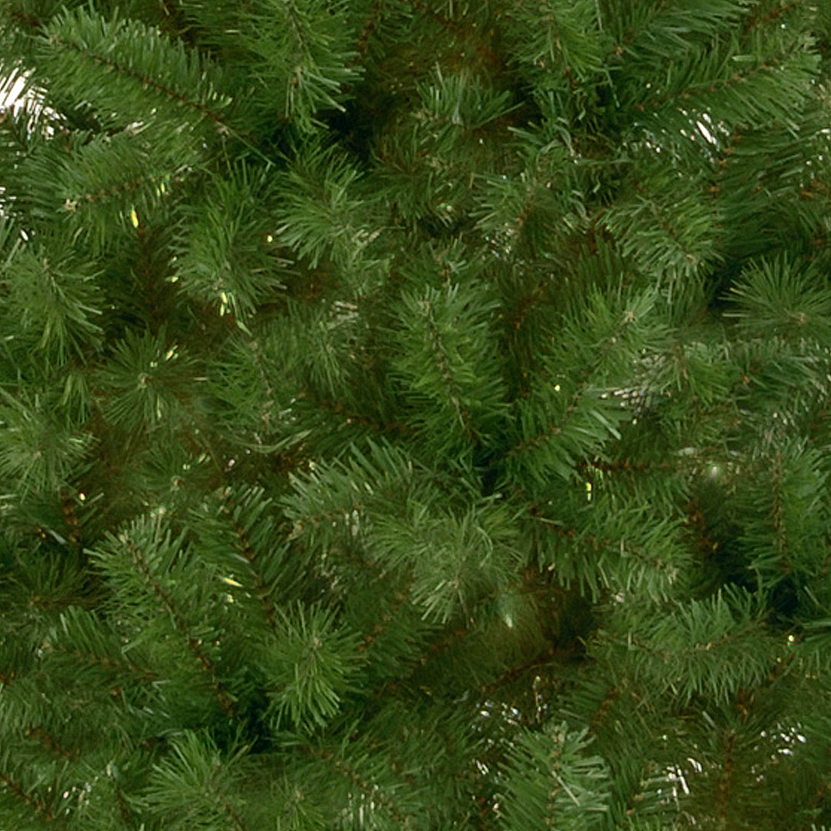 7.5 ft. Canadian Fir Tree - National Tree Company