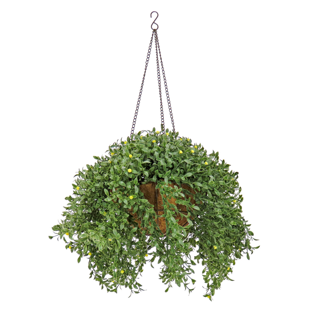 18" Hanging Argentea Plant with Yellow Flowers