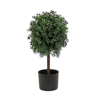 2 ft. Boxwood Single Ball Topiary in Nursery Pot - National Tree Company