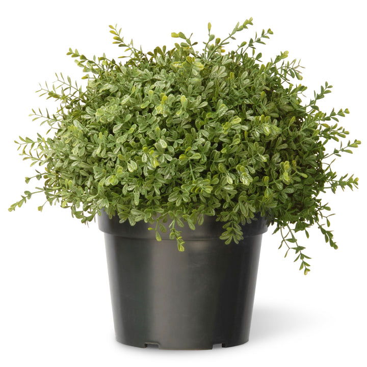 15" Artificial Mini Tea Leaf Bush in Growers Pot