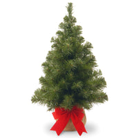 2 ft. Noble Spruce Tree - National Tree Company