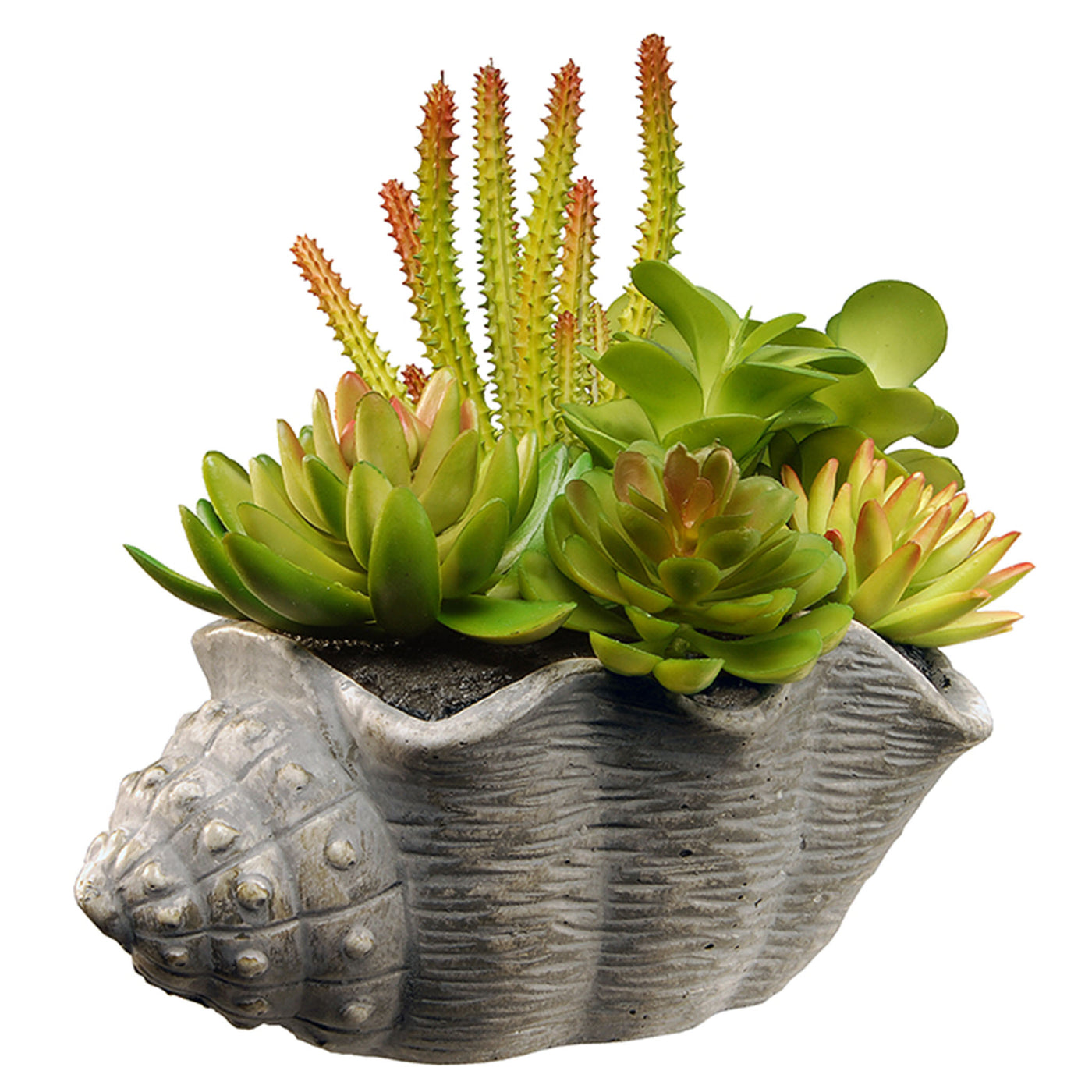 11 in. Spring Potted Plant with Various Green and Orange Succulents in a Stylish Conch Shell Cement Pot - National Tree Company