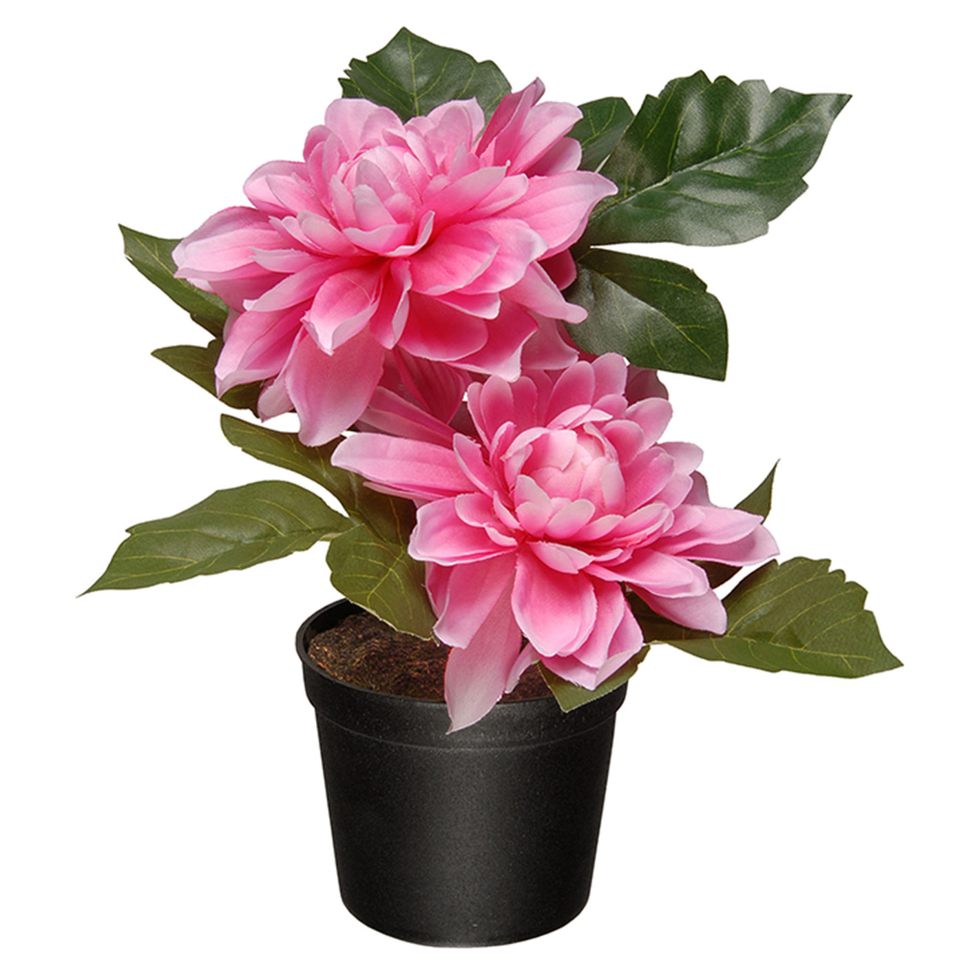 Artificial Potted Flowers, Pink Dahlias, Includes Black Pot Base, Spring Collection, 7 Inches - National Tree Company