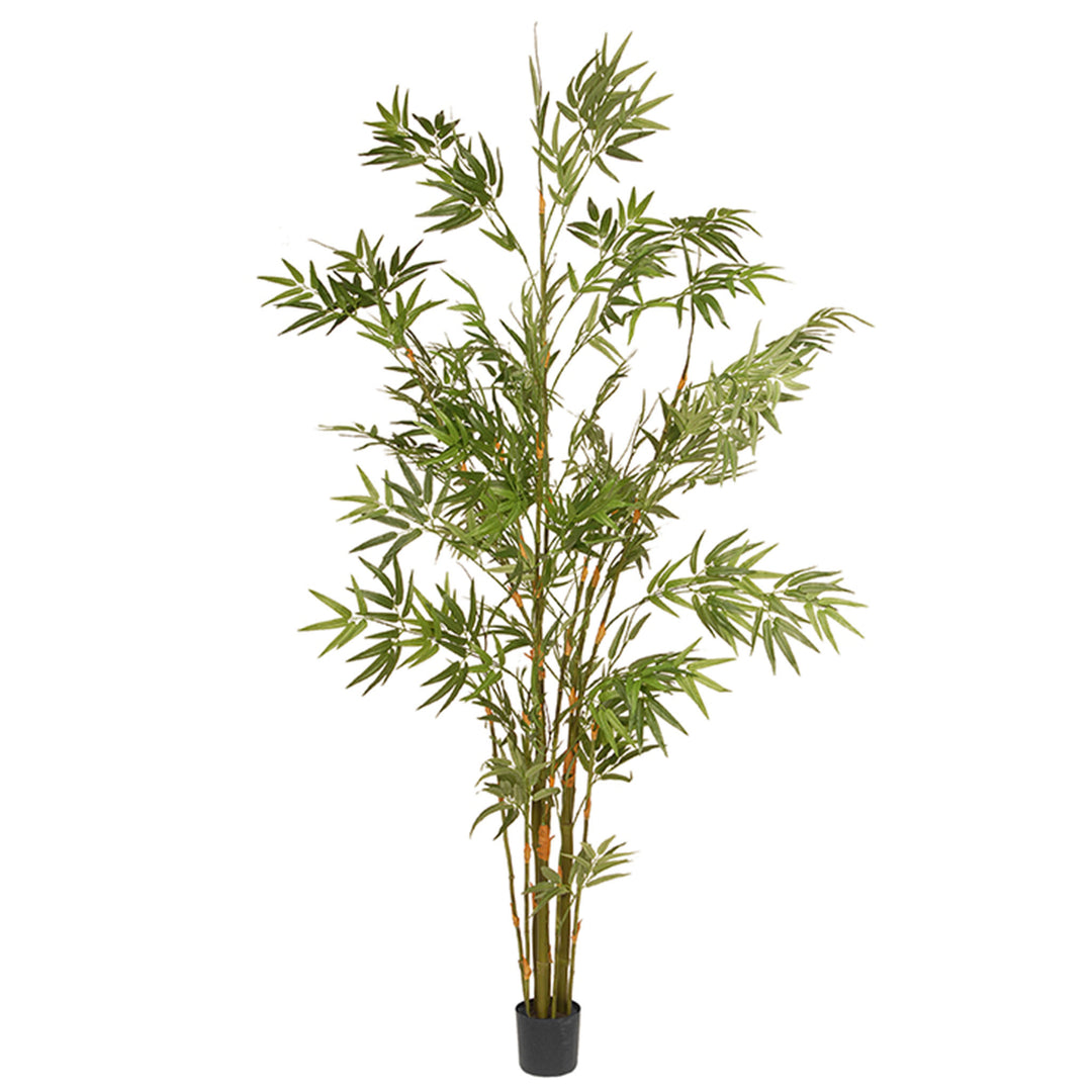 6 Ft. Potted Japanese Bamboo Tree
