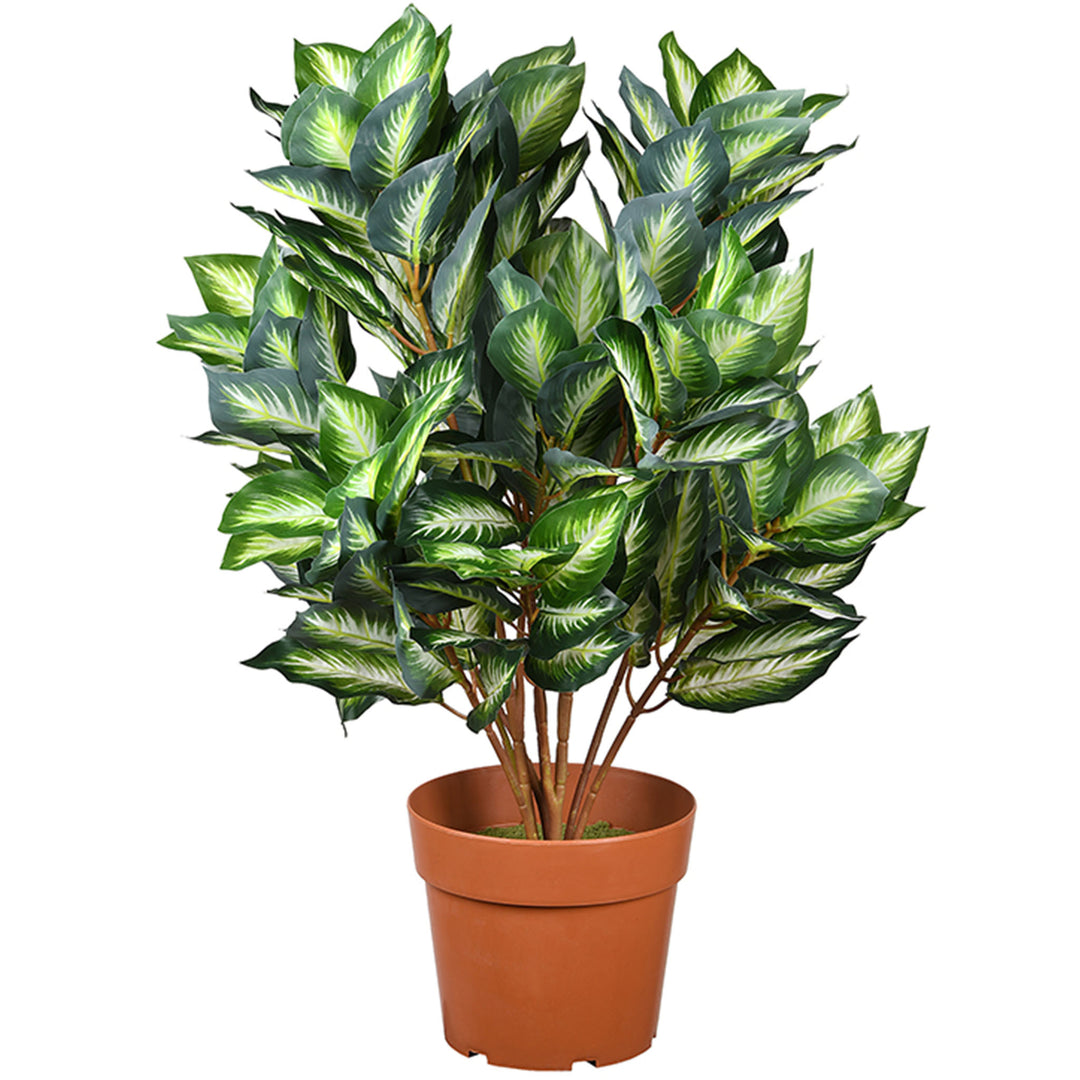 30"Hosta Plant in Brown Round Growers Pot