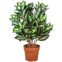 30 in. Hosta Topiary Plant in Brown Round Growers Pot - National Tree Company