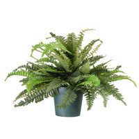 20 in. Spring Fern in Dark Green Round Growers Pot - National Tree Company