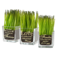 7 in. 3-Piece Potted Plant Set with Green Plant Sprouts, Square Glass Pot Base with Messages - National Tree Company