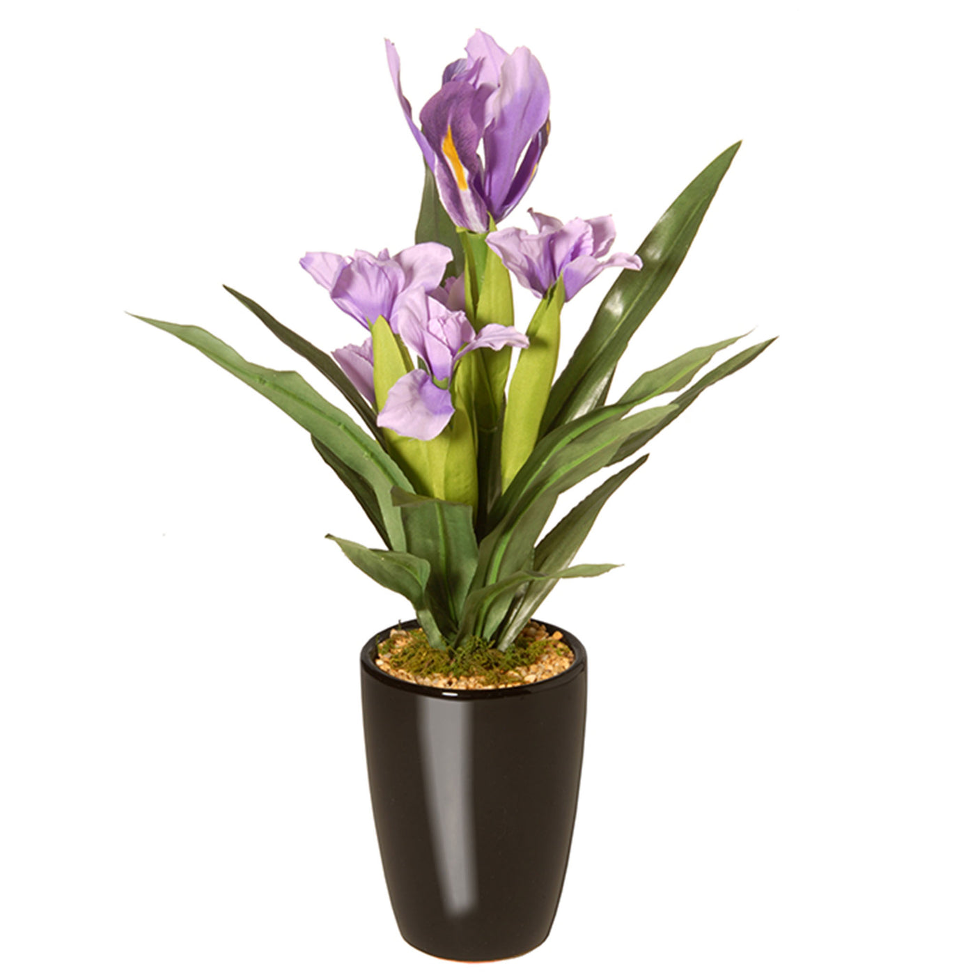 iris plant pot 17 in. Iris Plant in Ceramic Pot · National Tree Company