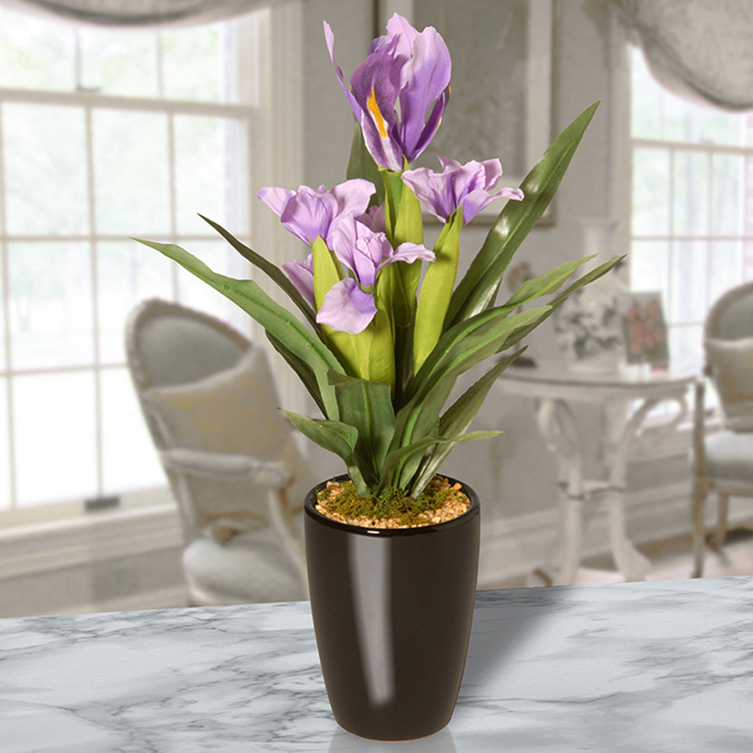17" Iris Plant in Ceramic Pot