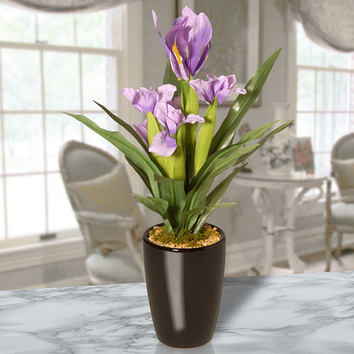 plant iris in pots 17 in. Iris Plant in Ceramic Pot
