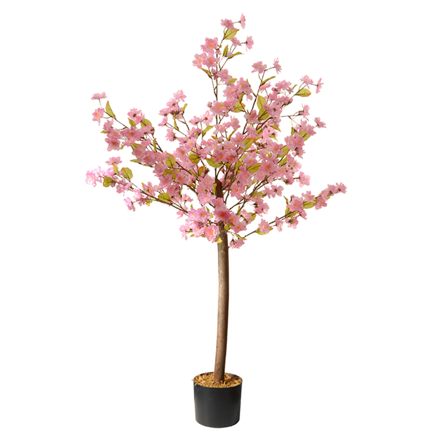 4 ft. Spring Cherry Blossom Pink Flower Potted Plant in a Black Pot Base - National Tree Company