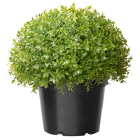 13 in. Globe Japanese Holly Bush topiary in a Dark Green Round Growers Pot - National Tree Company
